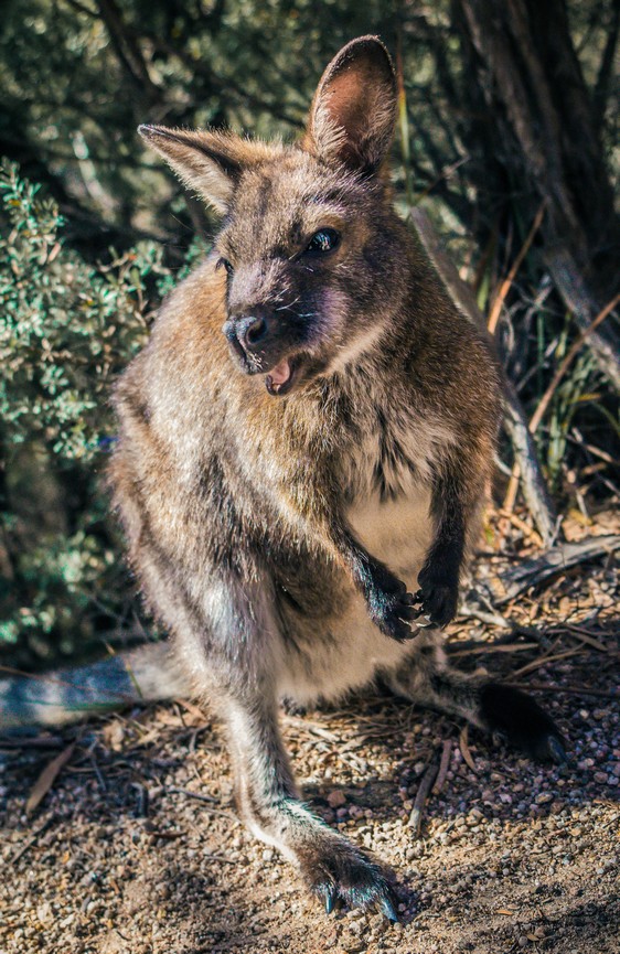 Freycinet Park, Tasmania, Australia